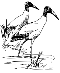 nayrhcrel Wood Ibis