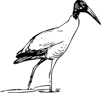 nayrhcrel Wood Ibis