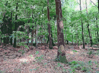 Lichtscheid Forest Again 3