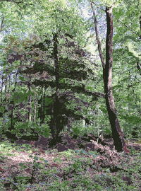 Lichtscheid Forest Again 4