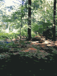 Lichtscheid Forest Again 2