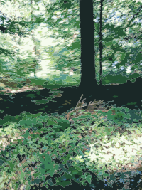 Lichtscheid Forest Again