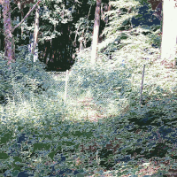 Lichtscheid Forest Again 2