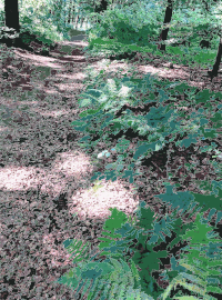 Lichtscheid Forest Again