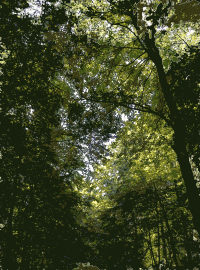 Lichtscheid Forest Again