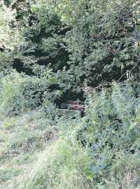 Lichtscheid Forest Again 1