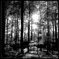 Lichtscheid Forest Again 4