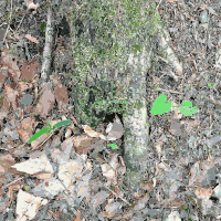 Hand of a Tree