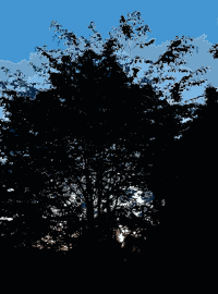 Late Afternoon in the Forest 4