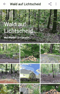 Forest Impressions 1