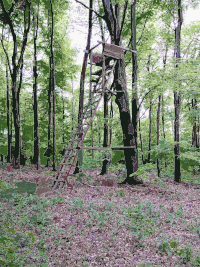 Lichtscheid Forest Again 1