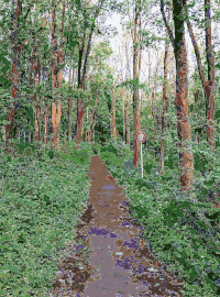 Lichtscheid Forest Again 4