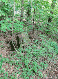 Lichtscheid Forest Again