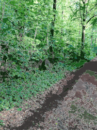 Lichtscheid Forest Again 1