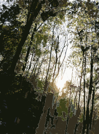 Lichtscheid Forest Again 5
