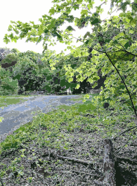 Lichtscheid Forest Again 3
