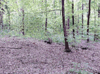 Lichtscheid Forest Again
