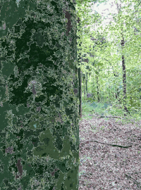 Lichtscheid Forest Again 2