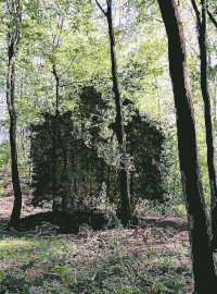 Lichtscheid Forest Again 1