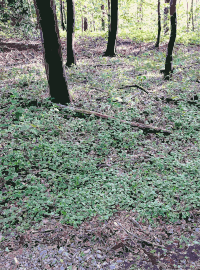 Lichtscheid Forest Again 2