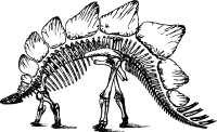 Stegosaurus skeleton