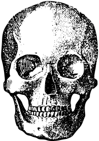 Skull 2