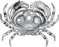 Grayscale Crab