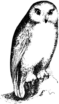 Owl