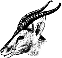Soemmerring's gazelle