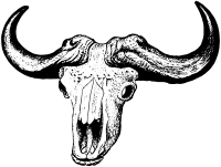 Buffalo skull