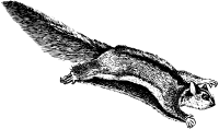 Flying phalanger