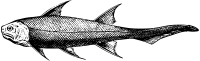 Diplocanthus