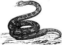 Boa