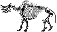 Titanotherium skeleton