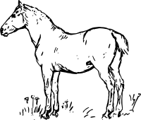 Horse