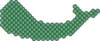 Scales flattened onto fish
