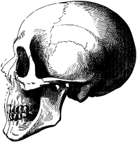 Skull 5