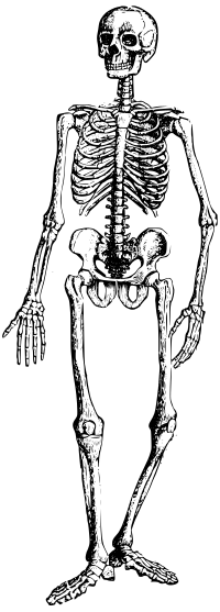 Skeleton 2