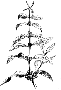 Coffea plant