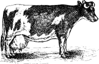 Cow