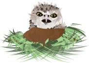 Burrowing Owl