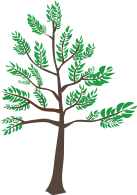 Young Cedar Tree