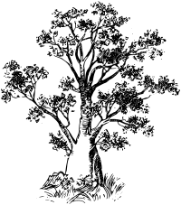 BaobabTree