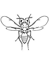 chalcidfly