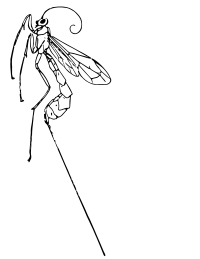 Ichneumonfly