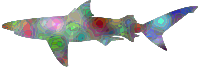 Psychedelic shark