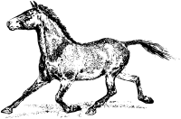 Horse 2