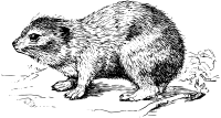 Hyrax 2