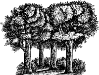 Group of trees