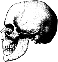 Skull 6